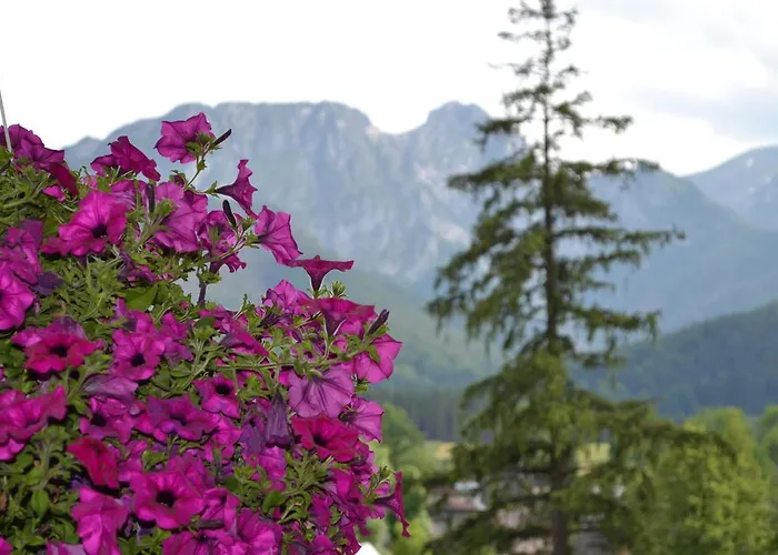 홈스테이 쇼드니카